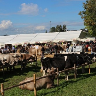 Schauabend Viehschau Häggeschwil ab 19.30Uhr